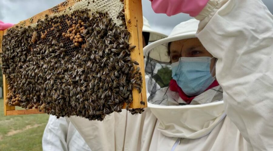 ¿Qué es la apicultura? Una experiencia necesaria